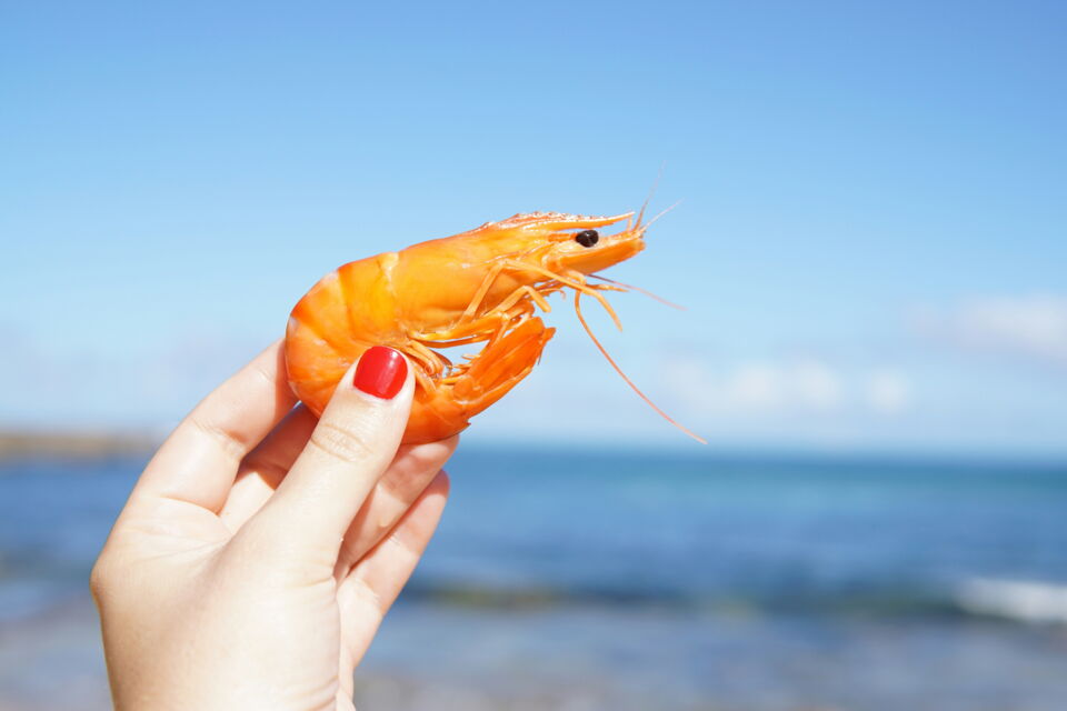 Quelle est la différence entre les crevettes et les gambas