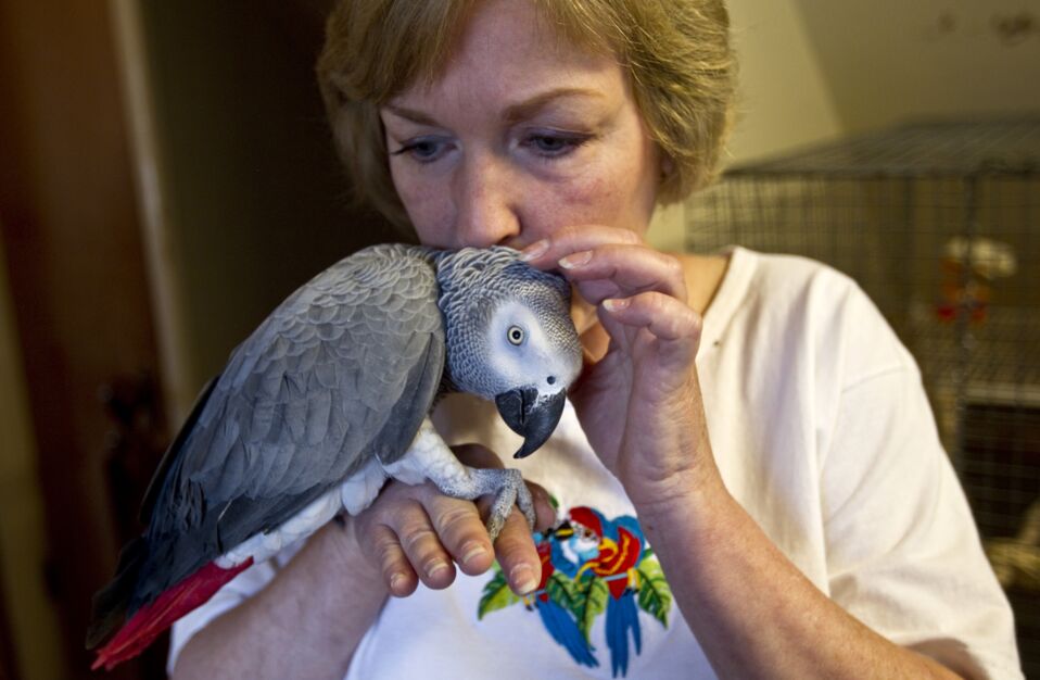 Five ‘naughty’ parrots have been separated for swearing in unison at ...