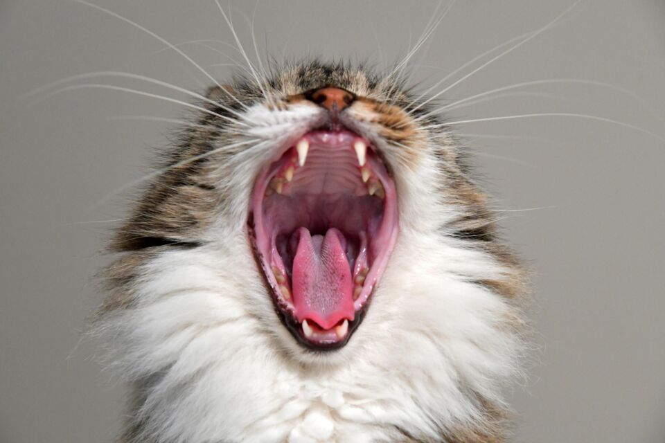 why-is-your-cat-constantly-meowing-and-should-you-be-worried