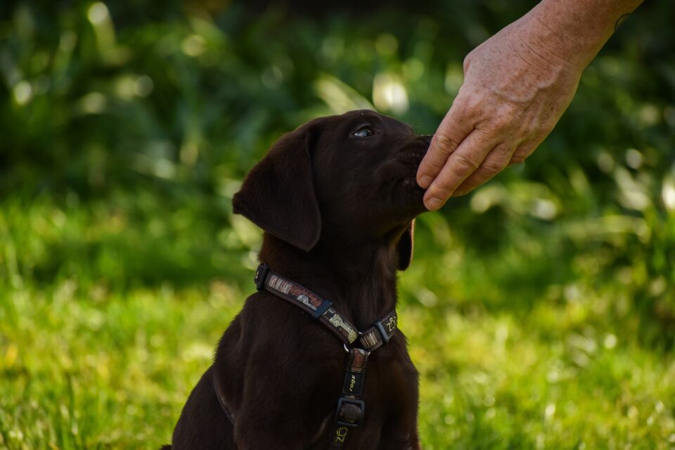 My Dog Eats Grass Is It Safe 