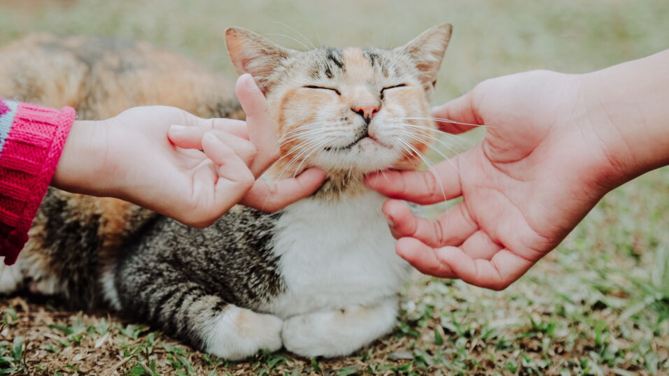 The shocking reason why your cat rubs against you