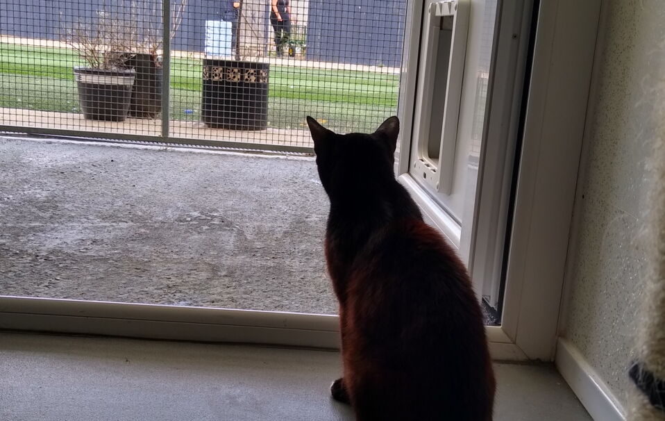 Rescue’s heartache as no one wants to adopt this heartbroken cat (VIDEO)
