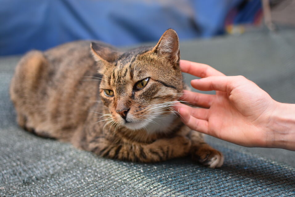 This is where your cat actually wants to be petted