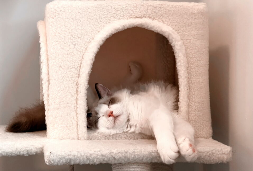 Is your cat twitching in their sleep? Here's how to tell if its normal