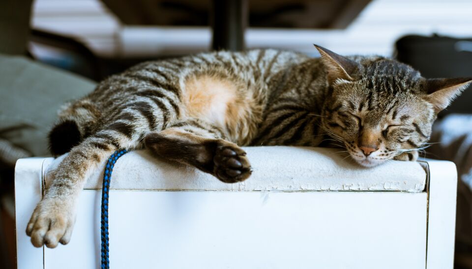 is-your-cat-twitching-in-their-sleep-here-s-how-to-tell-if-its-normal