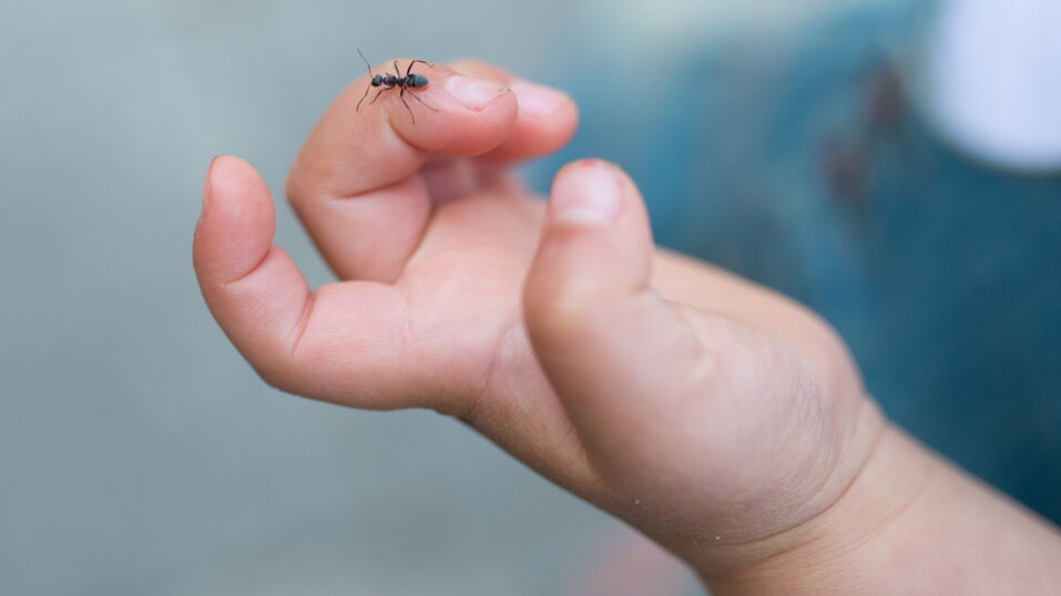 Here's how you can get rid of ant infestation with household items