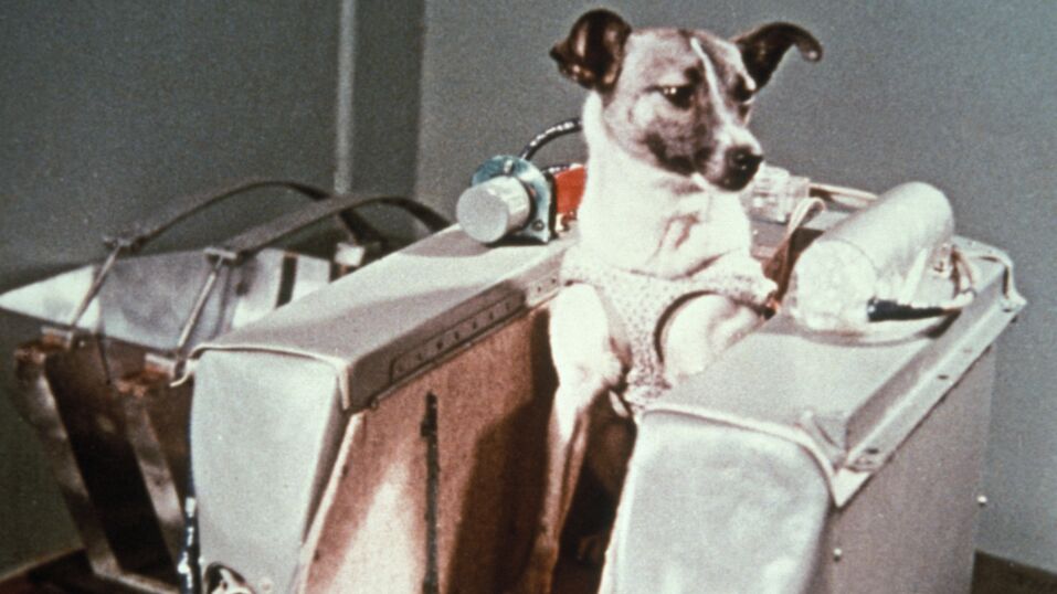 'First dog in space': The dark reality of what happened to Laika