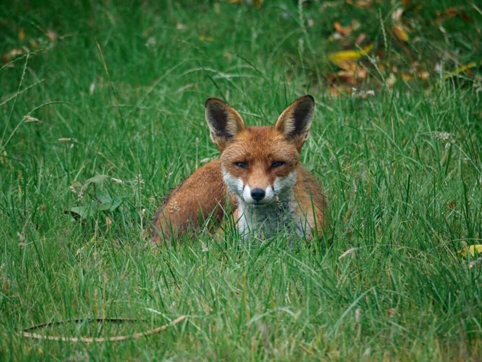 Disbelief as a dog narrowly escapes death after getting stuck in a foxhole