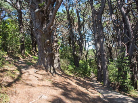 3. La cachette des hobbits (Mont Victoria, Wellington)