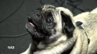 Ce petit chien mignon est à l'origine des bruitages pour Halo Infinite