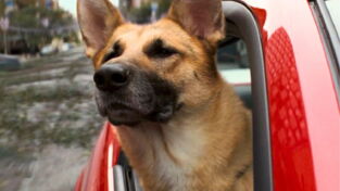 Ce chien est bien plus fort que vous aux jeux vidéo, et il va le prouver en direct