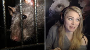 Twitch : une streameuse se fait attaquer par un rat en direct (VIDEO)