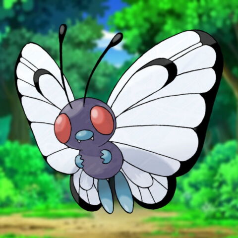 18. Type Insecte