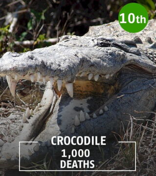 A crocodile's bite is the most powerful on the planet.