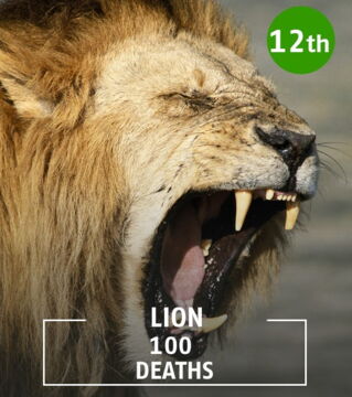 Deaths involving lions occur mainly in Africa.