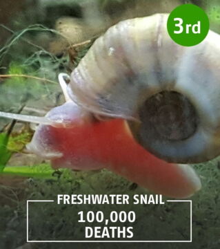 Freshwater snails release a parasite which transmits schistosomiasis.