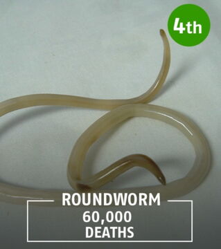 Like the tapeworm, the roundworm is a parasite that reproduces and multiples in the intestines.