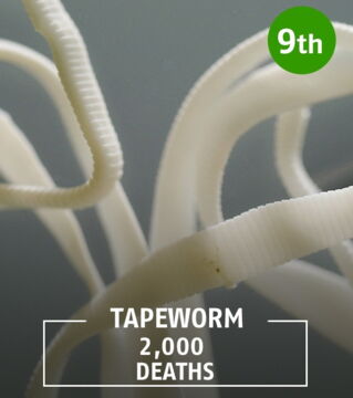 Tapeworms infiltrate the intestines where they reproduce and multiply.