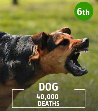 The dog is responsible for numerous attacks across the world. Normally, it's not the dog itself who incites the violence, but more the owner who trains it.