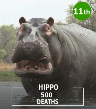 The hippopotamus is a very territorial animal that attacks when it feels threatened.