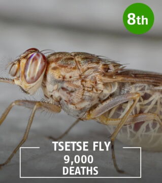 The tsetse fly carries the sleeping sickness disease and transmits it to the people it bites.