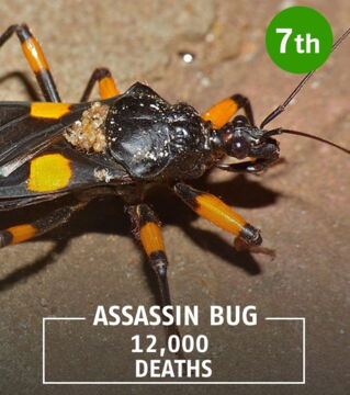 This creature transmits Chagas disease to its victims via bites.