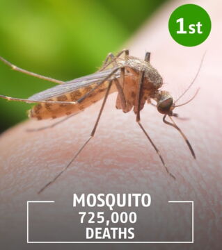 Transmitting malaria and yellow fever, the mosquito is commonly found in more humid climates. Its bite can have catastrophic consequences.