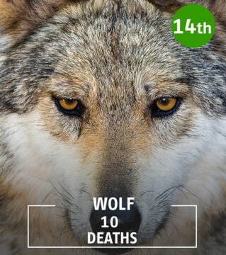 Wolves only normally attack in self defence, when they feel threatened.