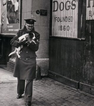 Animal genocide - During the Second World War 700,000 pets were killed in one week in Great-Britain. Why? A committee called on citizens to get rid of their animals because of food shortages
