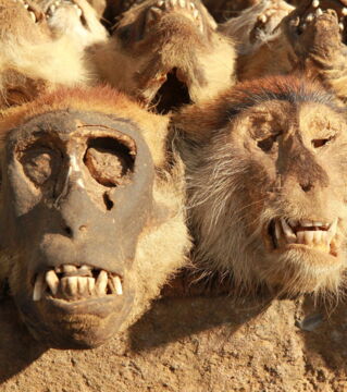 The Akodessewa market in the Lomé agglomeration in Togo