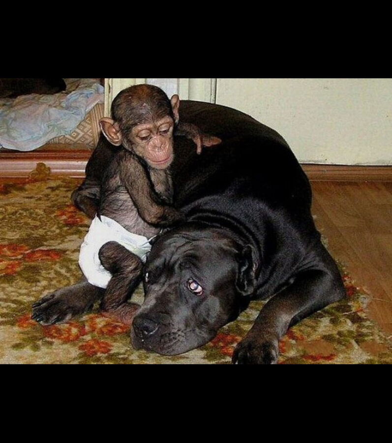 Photos Ce singe s'est fait adopter par un chien — free download