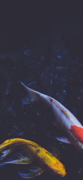 Fond d'écran iPhone 11, 11 Pro et 11 Pro Max : "Koi pond"