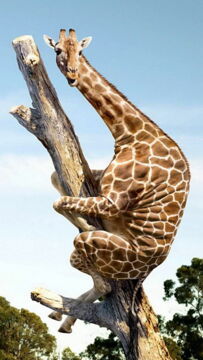 Photo rigolote d'une giraffe sur un arbre... bonne humeur garantie !