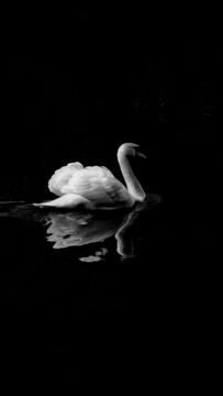 Très belle photo d'un cygne sur fond noir !