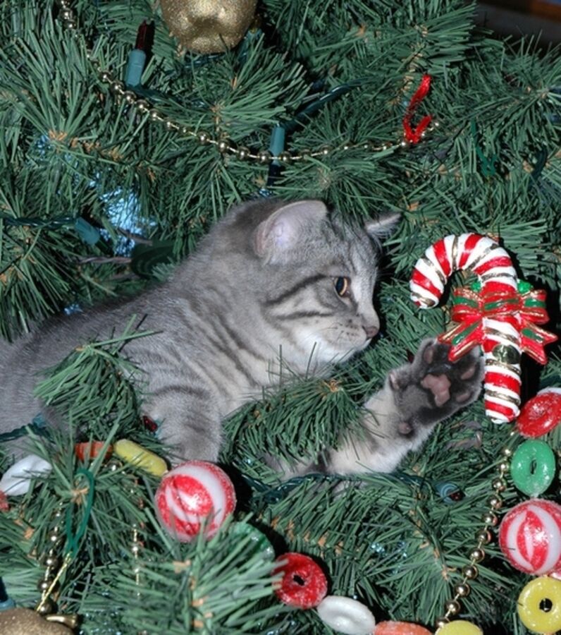 Ces chats ont pris leurs quartiers dans le sapin de noël