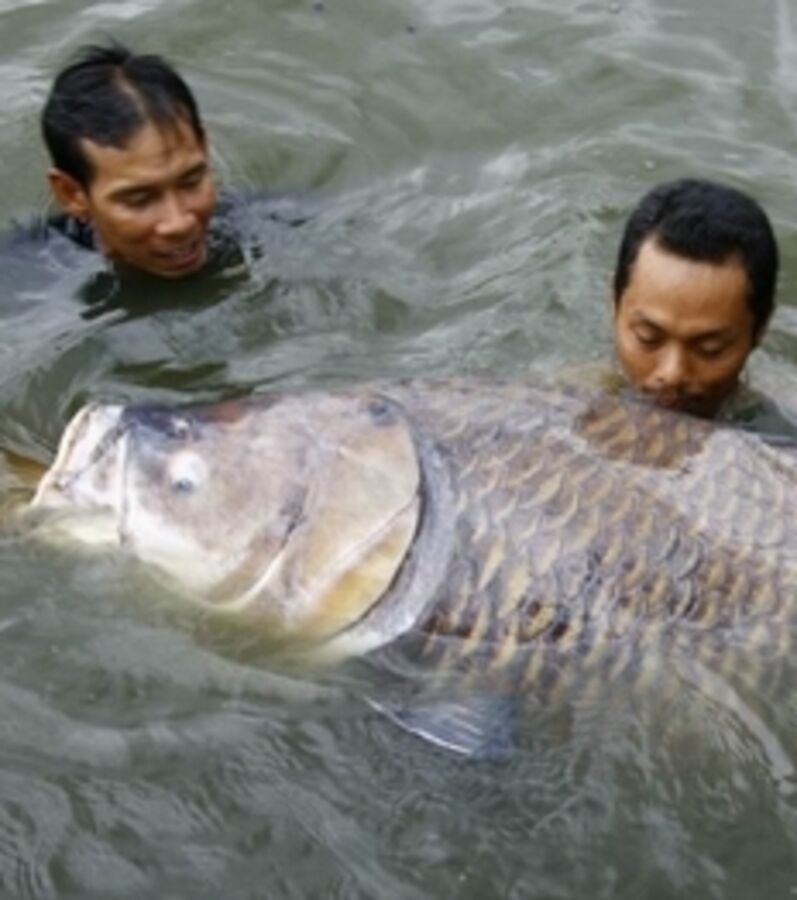 Photos La plus grosse carpe du monde découvrez le monstrueux poisson de Thaïlande Photos La plus grosse carpe du monde découvrez le monstrueux poisson de Thaïlande