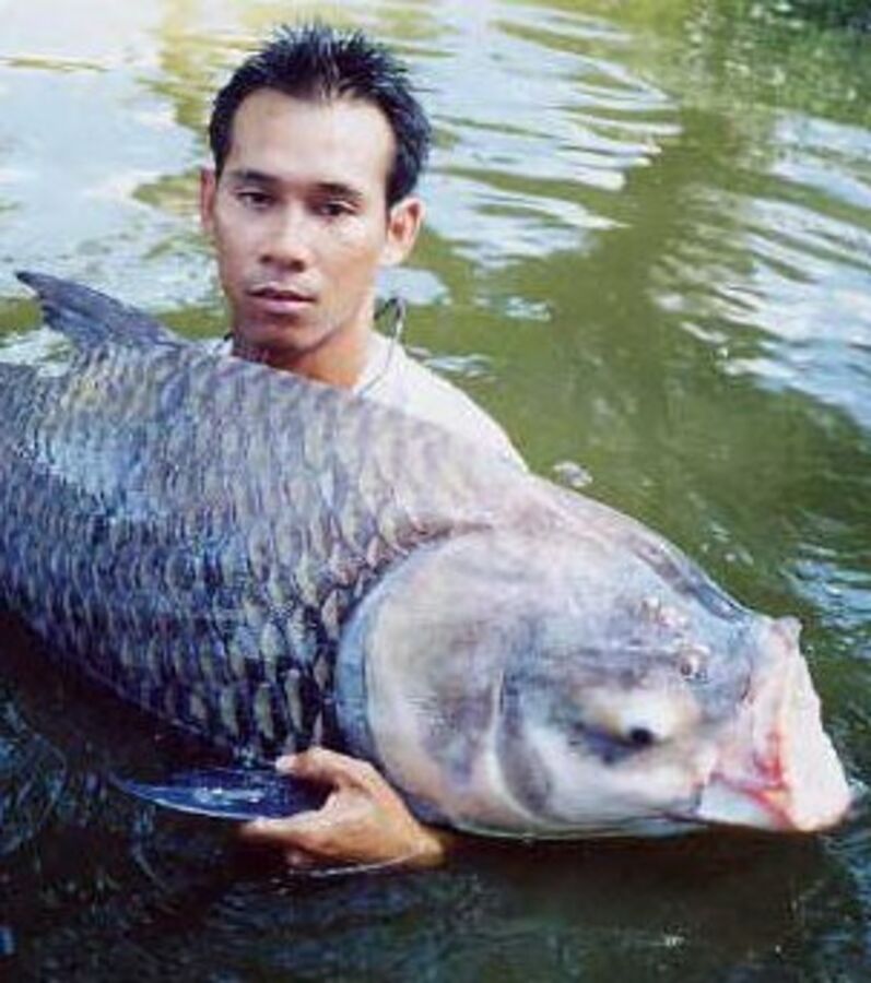 Photos La plus grosse carpe du monde découvrez le monstrueux poisson de Thaïlande Photos La plus grosse carpe du monde découvrez le monstrueux poisson de Thaïlande