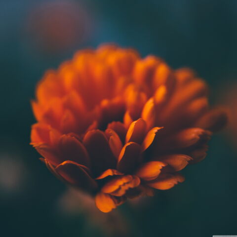 Fond d'écran iPad, iPad Air, iPad Mini ou iPad Pro