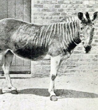 Das Quagga war eine aus Südafrika stammende Zebra-Form. Das letzte Exemplar ist 1883 in Gefangenschaft gestorben.
