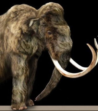 Das Wollhaarmammut ist seit mehreren tausen Jahren ausgestorben.