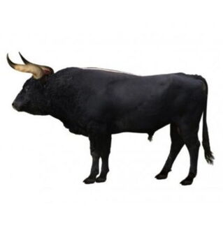 Der Auerochse war eine Art der Rinder und wurde Mitte des 17. Jahrhunderts ausgerottet.