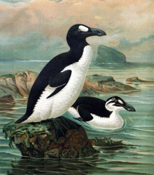 Der flugunfähige Riesenalk ist Mitte des 19. Jahrhunderts ausgestorben.