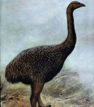 Der Moa war ein großer, flugunfähiger Vogel, der aus Neuseeland stammte und um das Jahr 1400 ausgestorben ist.