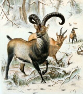 Der Pyrenäensteinbock wird seit dem Jahr 2000 als eine ausgestorbene Art betrachtet.