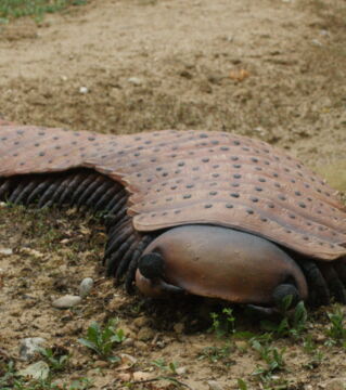 Arthropleura: Der größte Gliederfüßer aller Zeiten. Der weit entfernte Verwandte des Tausendfüßlers war knapp zwei Meter lang und lebte vor 260 Millionen Jahren.