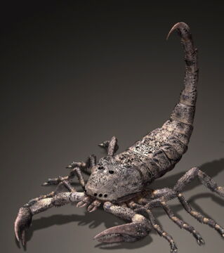 Brontoscorpio: Dieser Meeresskorpion hat vor 420 Millionen Jahren gelebt. Er war unfassbare 90 Zentimeter lang.