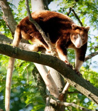 Das Baumkänguru lebt ausschließlich in Neuguinea und in Queensland. Wegen des Verlusts ihres Lebensraums sind einige Arten stark vom Aussterben bedroht.