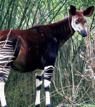 Das Okapi: Dieses Säugetier mit gestreiften Beinen kommt aus Zentralafrika. Wegen seines begrenzten Lebensraums und Wilderei wird es als bedroht angesehen.