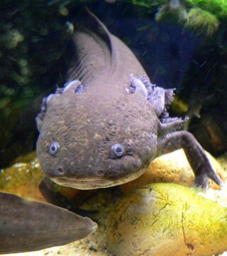 Der Axolotl: Diese außergewöhnliche Amphibie lebt nur in Mexiko und besitzt die Fähigkeit ihre Organe zu erneuern. Dies verhindert jedoch nicht, dass die Art vom Aussterben bedroht ist, vor allem wegen des Verlusts ihres Lebensraums.