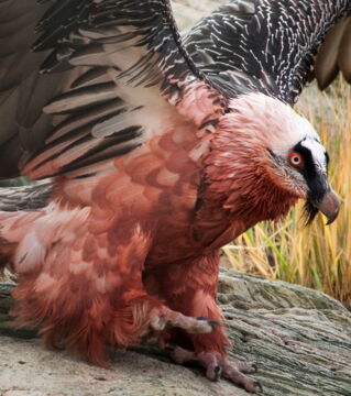 Der Bartgeier lebt auf mehreren Kontinenten, unter anderem in Europa, und ist Opfer einer intensiven Jagd. Dank Wiederansiedlungen konnten die Arten erhalten werden, dennoch sind sie noch schutzbedürftig.